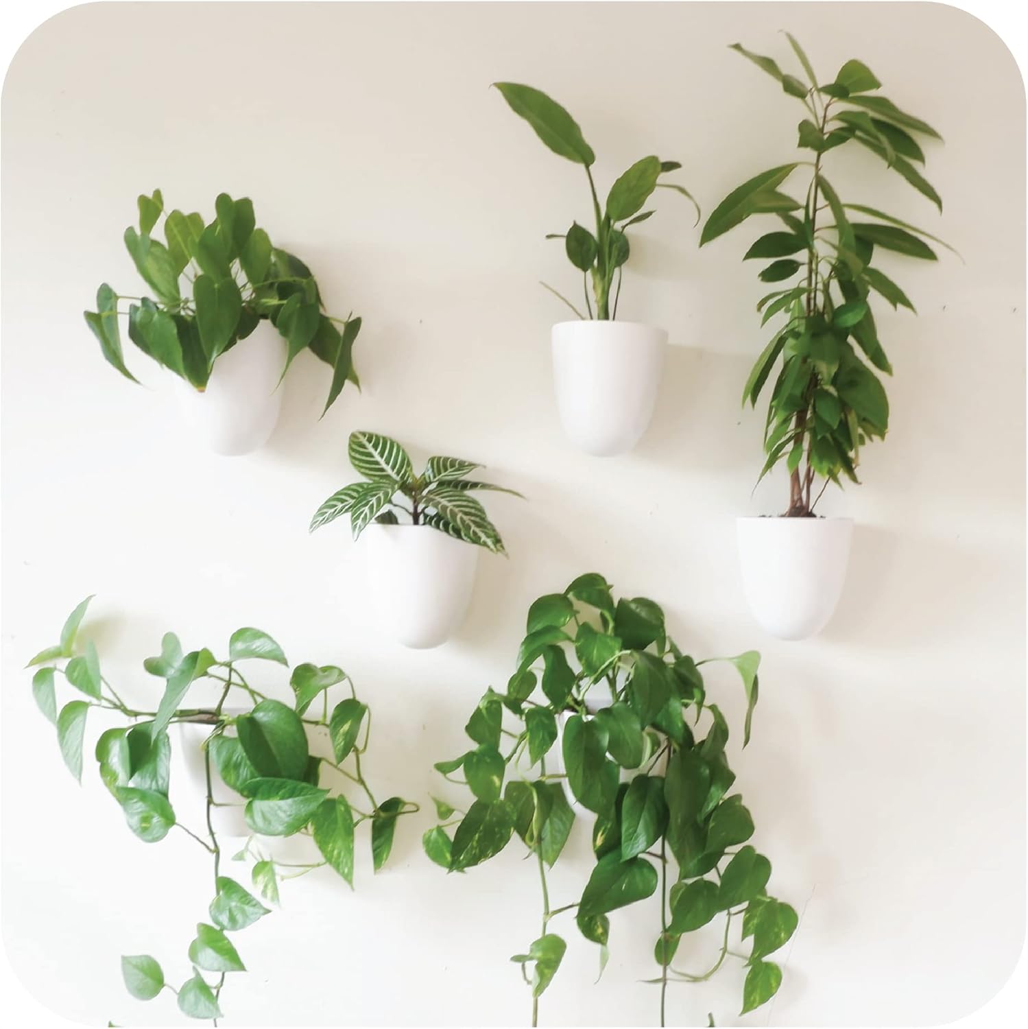 Make Good PlantPod Luxe - Self-Watering Wall Planters (Set of 6) - Easy to Water and Install - Lightweight - Design Your Own Vertical Garden - Wall Planters for Indoor Plants