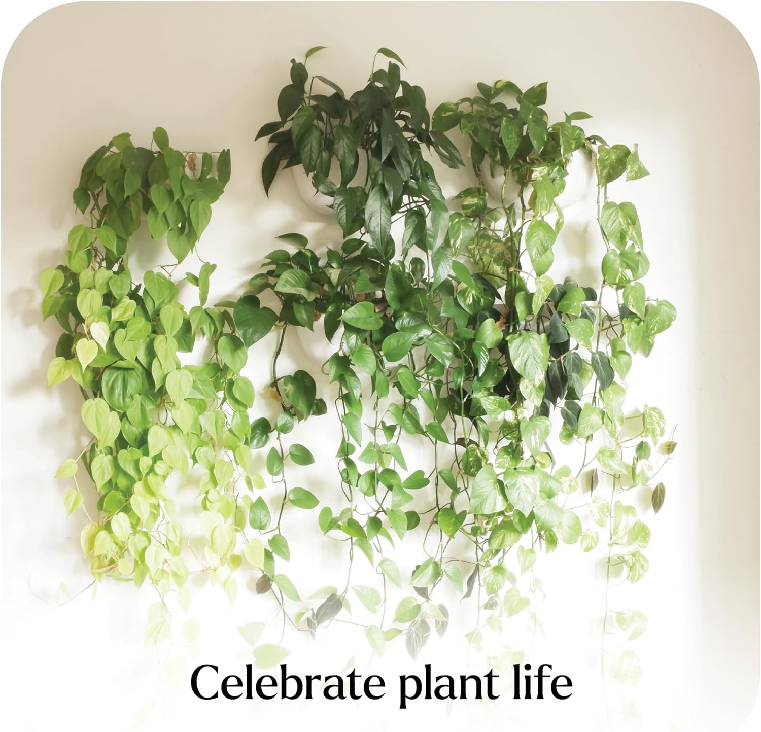 Make Good Virgo Wall Planters (Wide, Set of 6) - Easy to Water and Install - Lightweight - Design Your Own Vertical Garden - Melamine Plastic